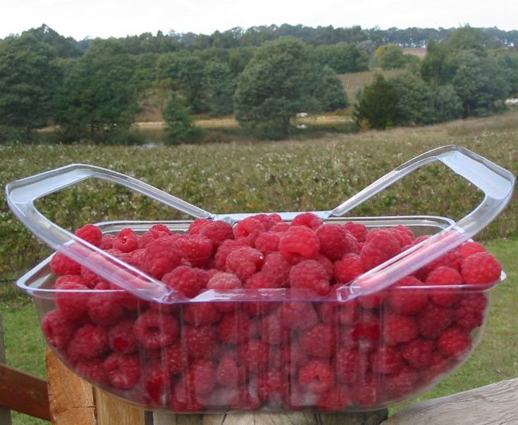 Pick your own raspberries