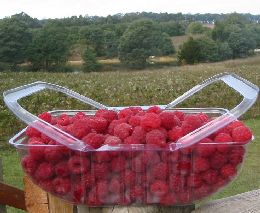 Pick your own raspberries